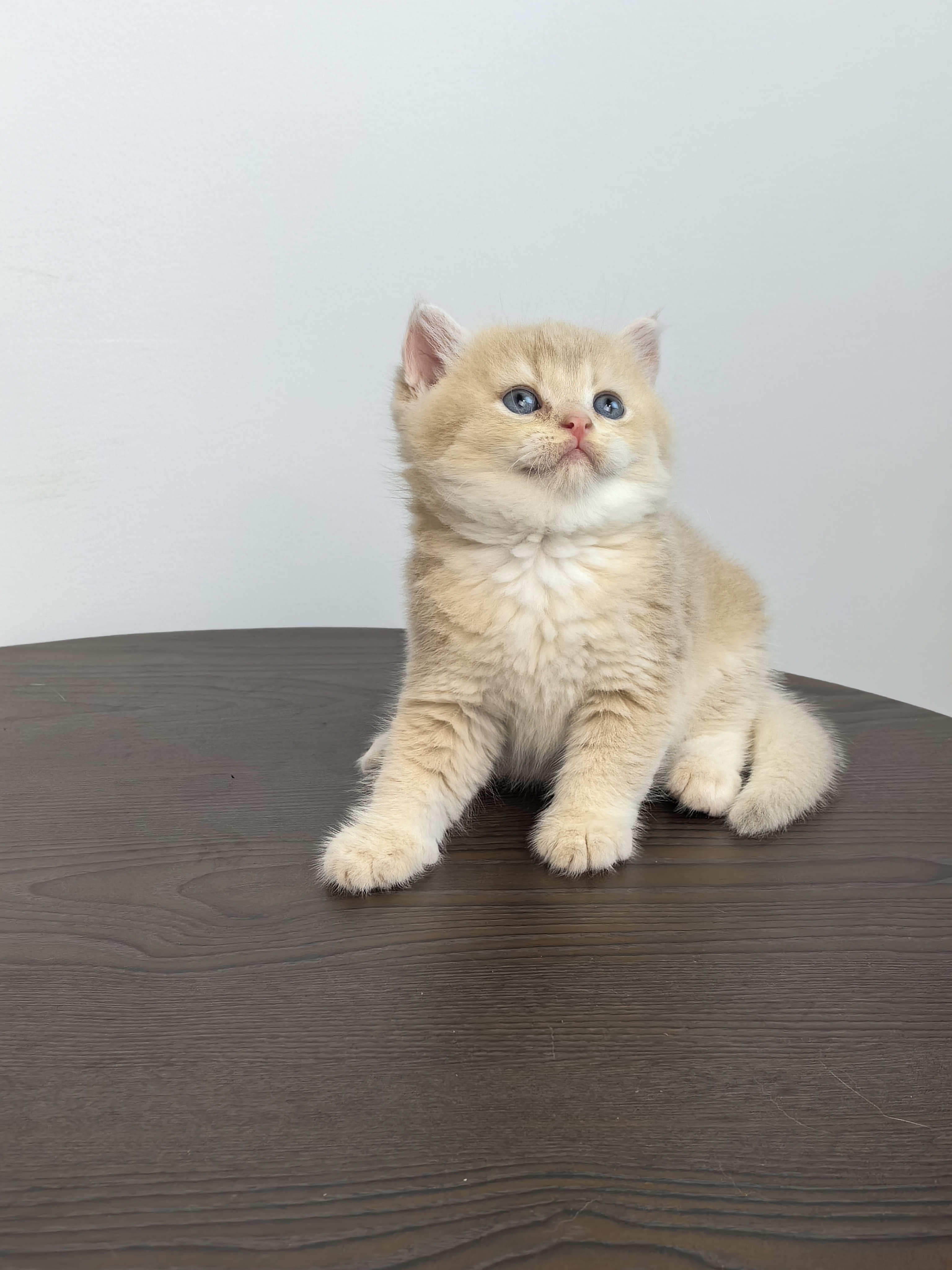 芋泥奶盖小甜猫